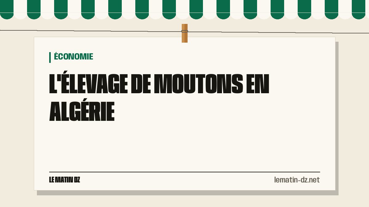 L’élevage de moutons en Algérie