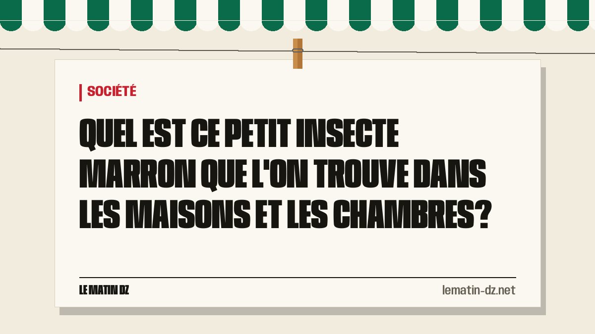 Quel est ce petit insecte marron que l’on trouve dans les maisons et les chambres?
